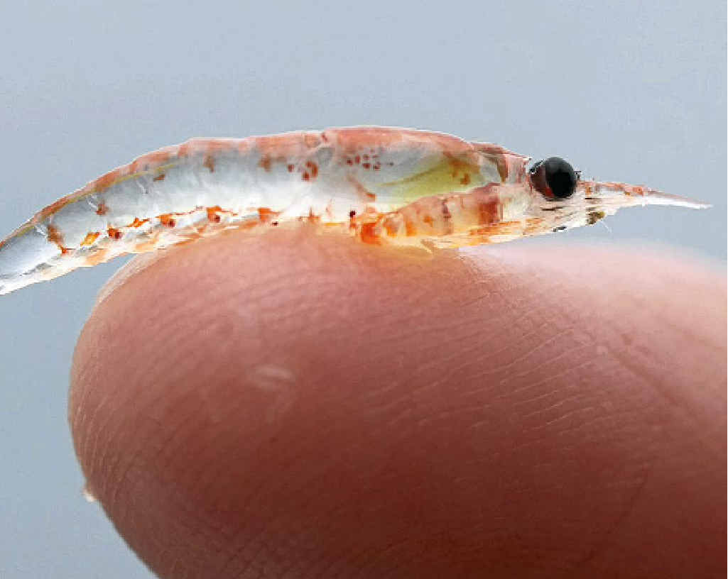 Krill oil has many health benefits. Photo: AP Krill oil has many health benefits. Photo: AP
